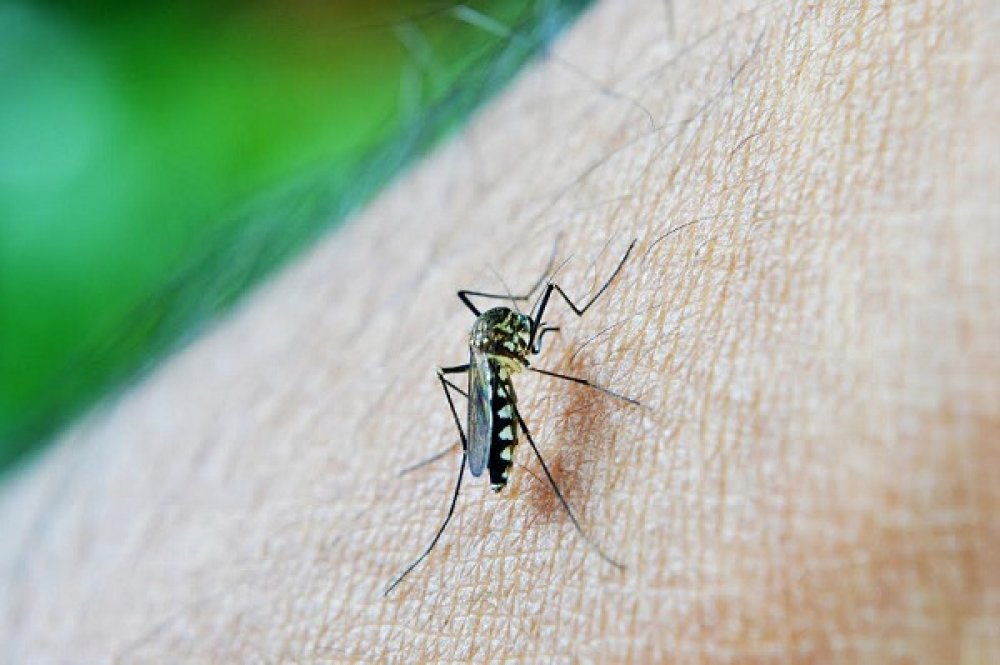 Alerta: época da Dengue
