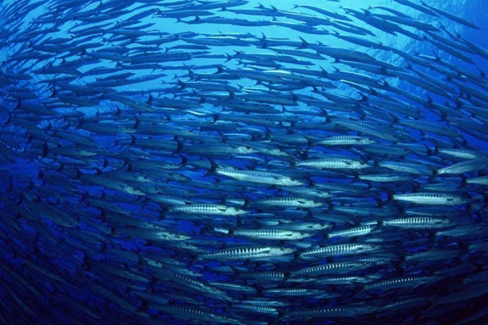 Os oceanos são tão importantes quanto as florestas para a regulação do clima da Terra.