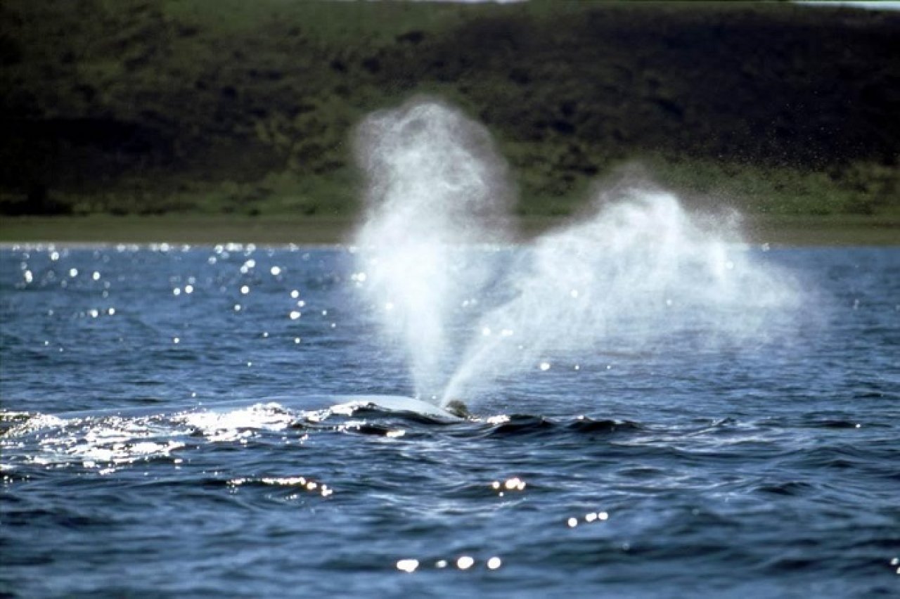 Na Área de Proteção Ambiental da Baleia Franca é possível avistar mães com seus filhotes nadando próximos à costa